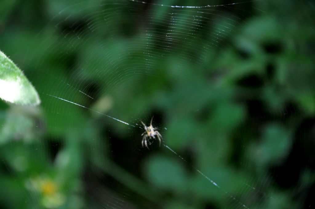 Araneidae (Neoscona adianta? Mangora acalypha?...) - Sorrento (NA)